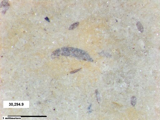 Genus sp