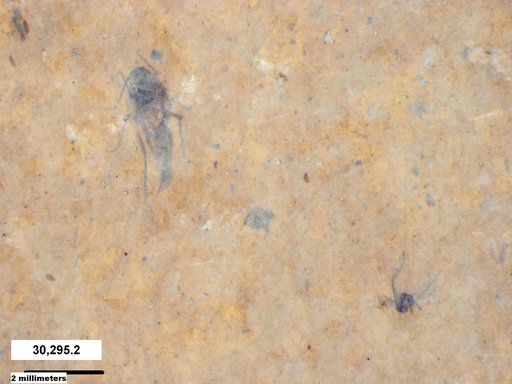 Aphididae