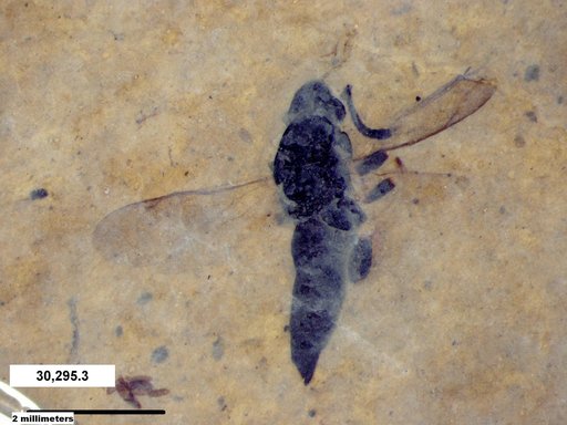 Genus sp