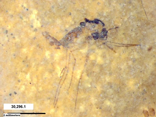 Diptera