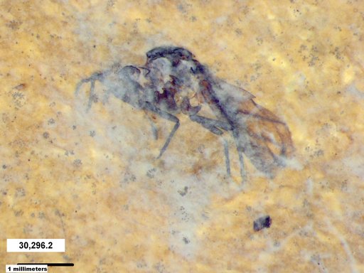 Aphididae