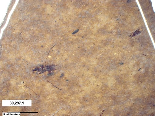 Notonectidae
