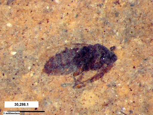 Diptera