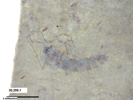 Diptera