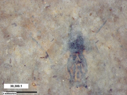 Notonectidae