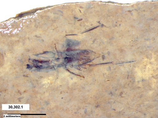 Notonectidae
