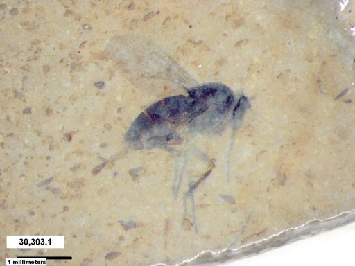 Diptera