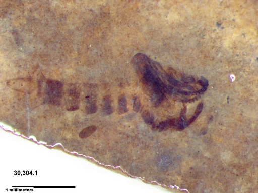 Chaoboridae