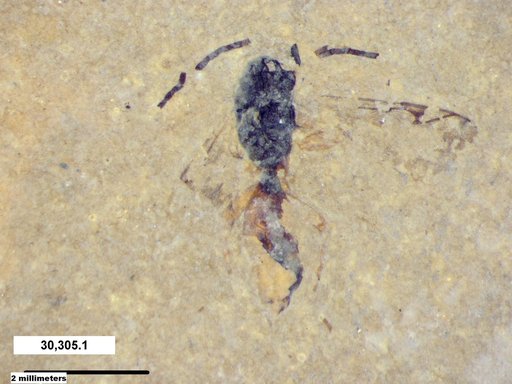 Proctotrupidae