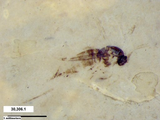 Diptera