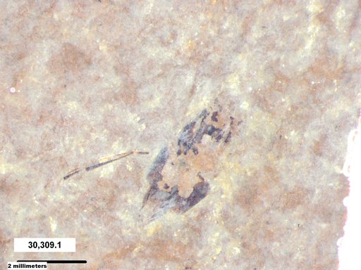 Corixidae