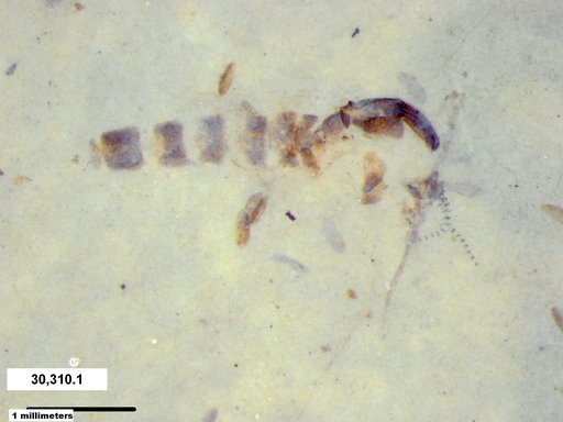 Chaoboridae
