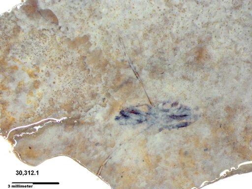 Notonectidae