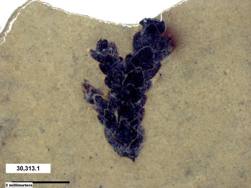 Tracheophyta
