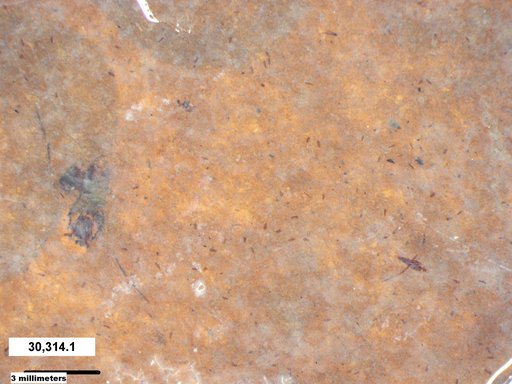 Notonectidae