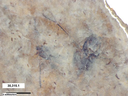 Notonectidae