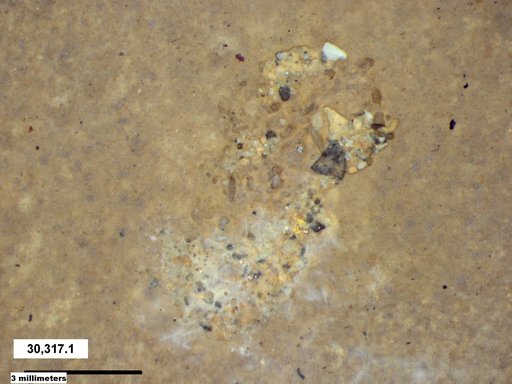 Genus sp
