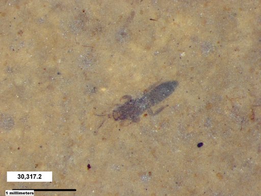 Genus sp
