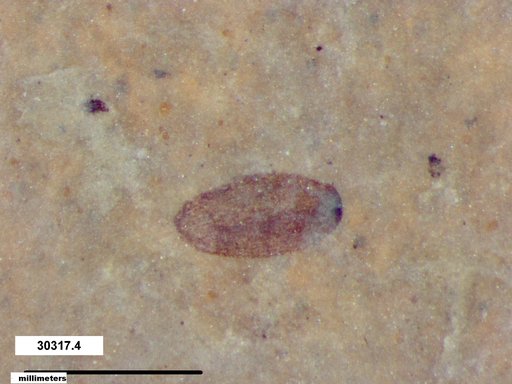 Tracheophyta