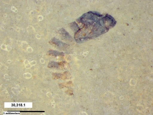 Genus sp