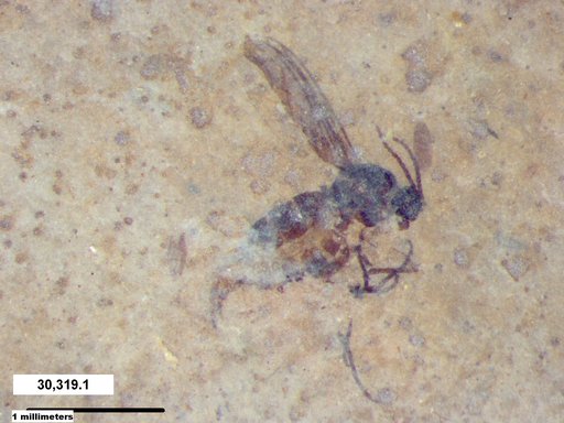 Sciaridae