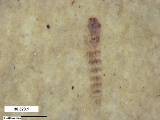Genus sp