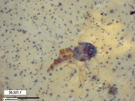 Diptera