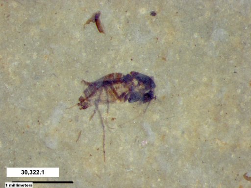 Diptera