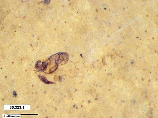 Chaoboridae