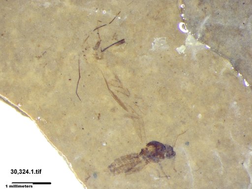 Diptera