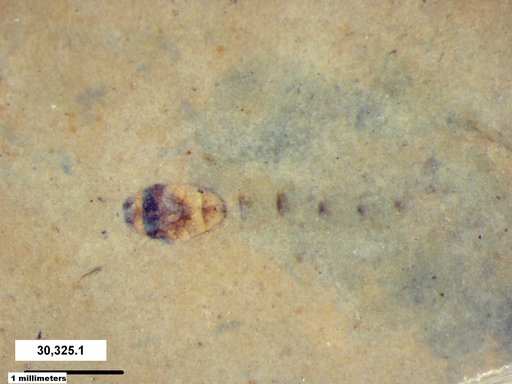 Genus sp