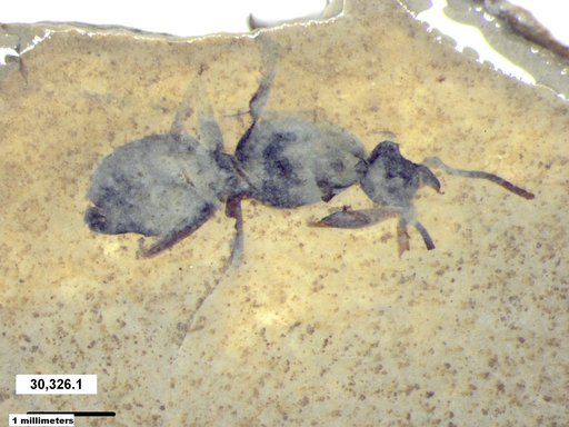 Formicidae