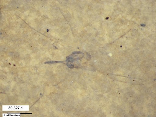 Diptera