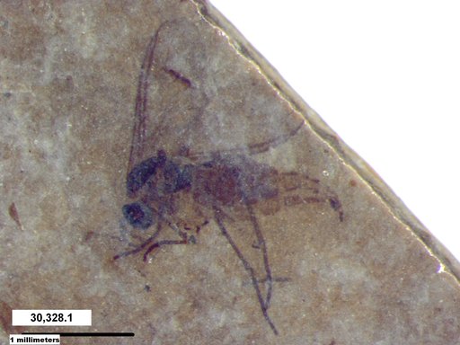 Sciaridae