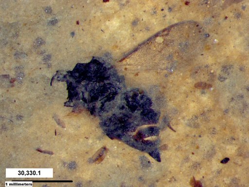Genus sp