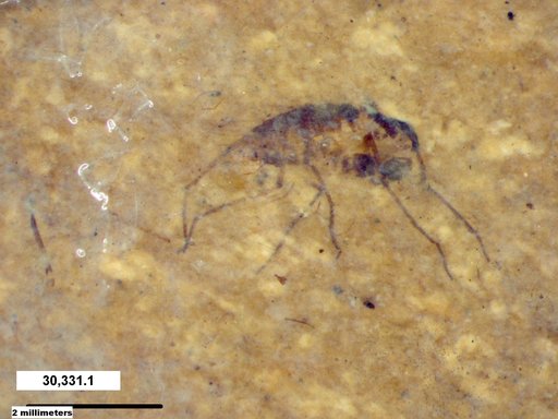 Diptera
