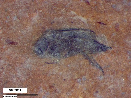 Mordellidae
