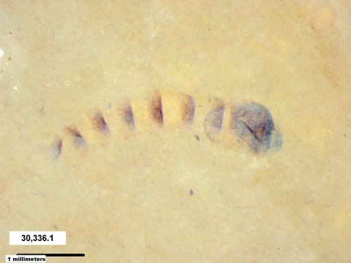 Genus sp