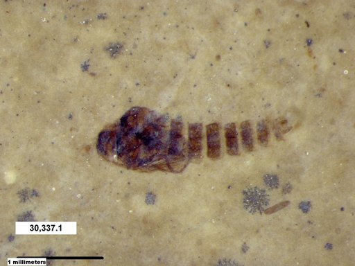Diptera
