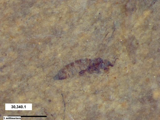 Genus sp