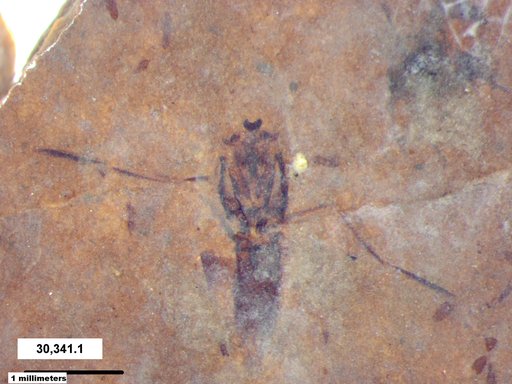 Notonectidae