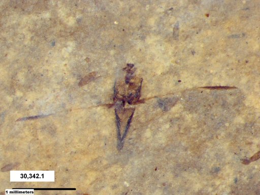 Notonectidae