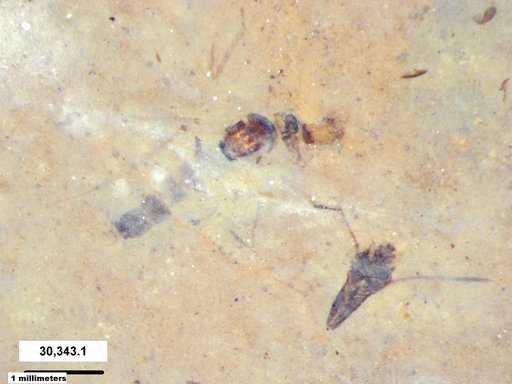 Notonectidae