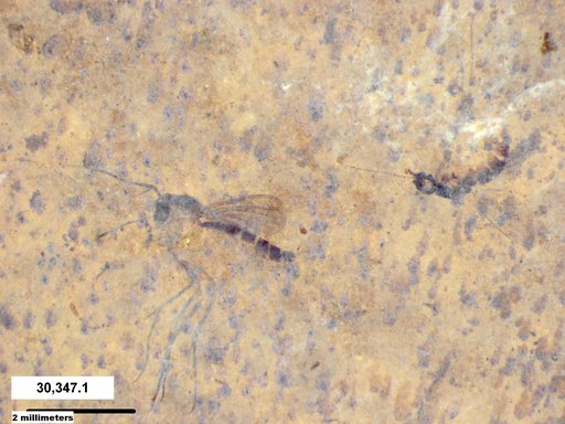 Mycetophilidae