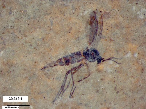 Sciaridae