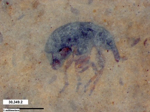Genus sp