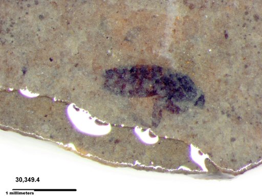 Diptera
