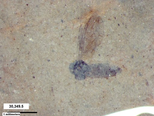 Diptera
