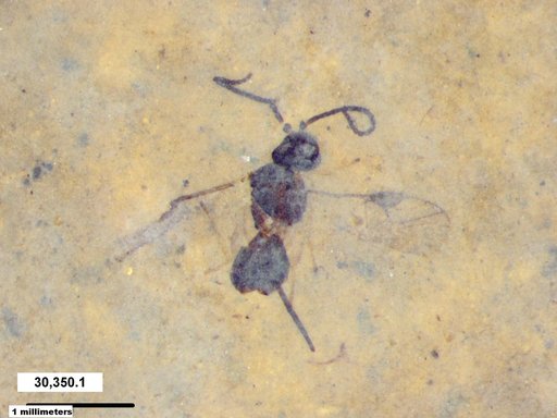 Braconidae