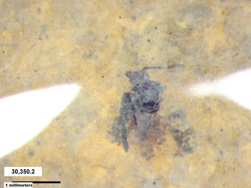 Aphididae